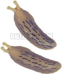 bananaslug2